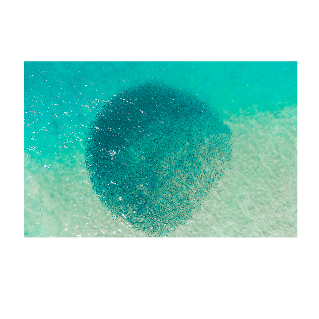Aerial view of Avoca Beach, NSW, showcasing a swirling bait ball in vibrant turquoise waters near the shoreline.