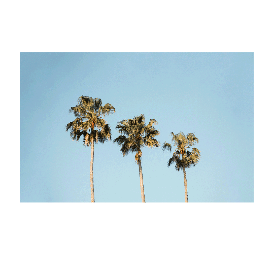 Minimalist view of three palm trees against a bright blue sky at Avoca Beach, NSW.