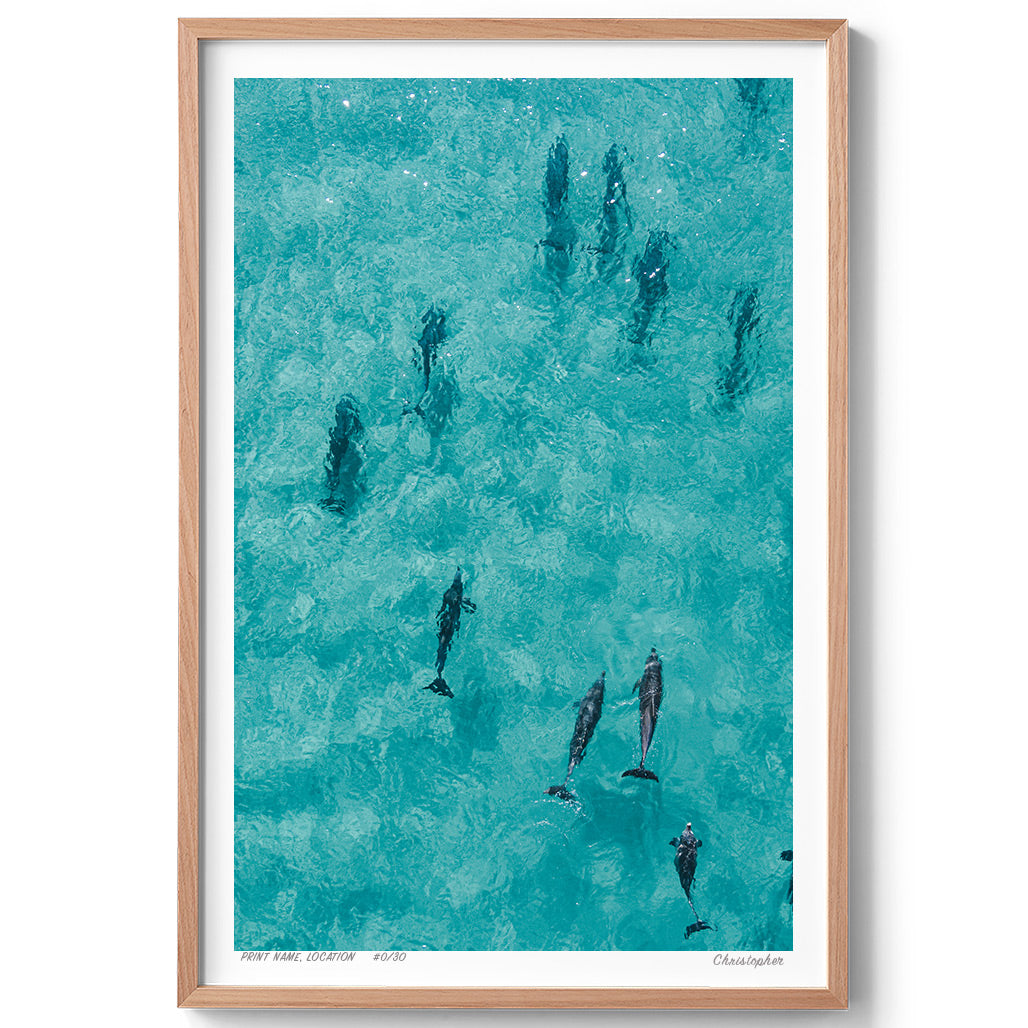 Fin Fun - Aerial Dolphin Print of Forster Beach, NSW