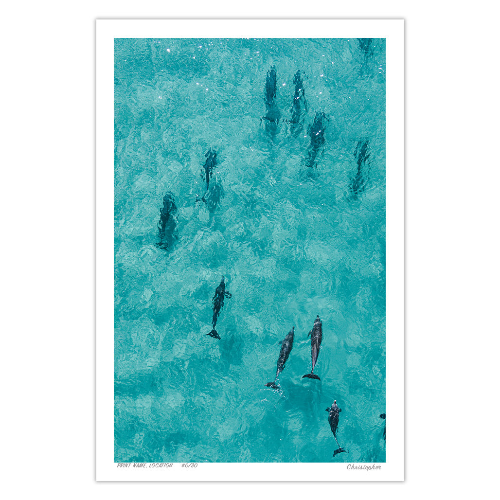 Fin Fun - Aerial Dolphin Print of Forster Beach, NSW