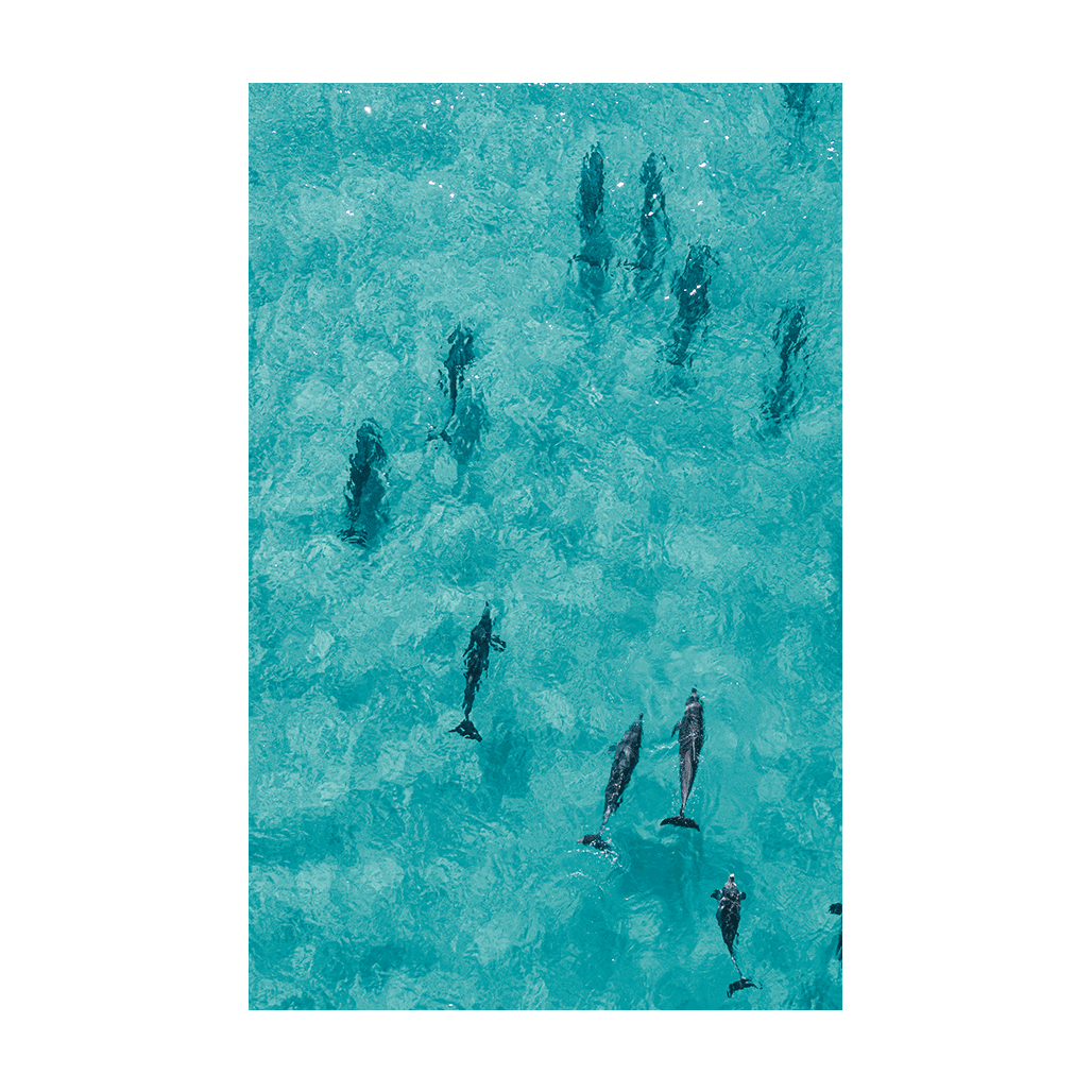 A stunning aerial view of dolphins swimming through the crystal-clear turquoise waters of Forster Beach, NSW.