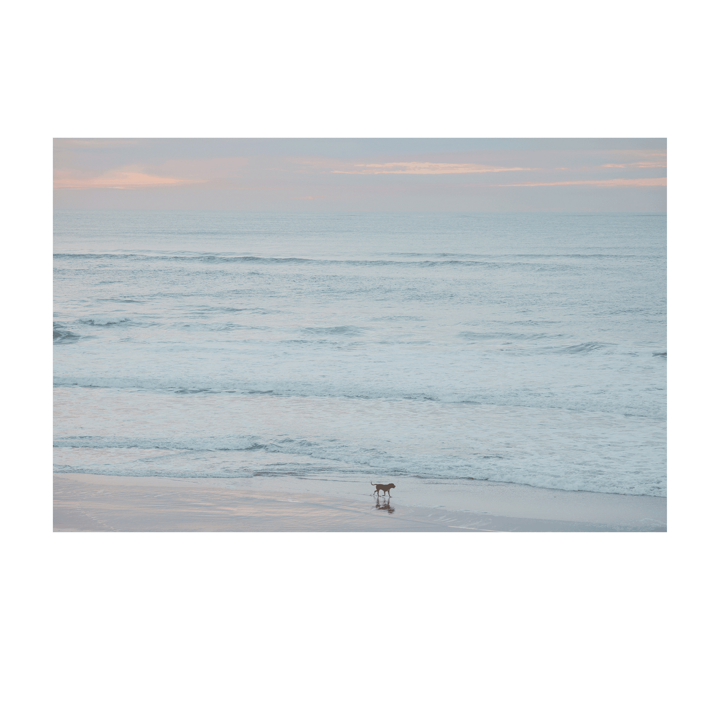 A peaceful coastal print of The Entrance, NSW, featuring a lone dog walking along the shoreline at dawn, with soft pastel hues in the sky and gentle waves rolling onto the sand.