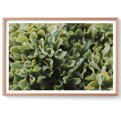 Jade – Coastal Print of Terrigal Beach, NSW