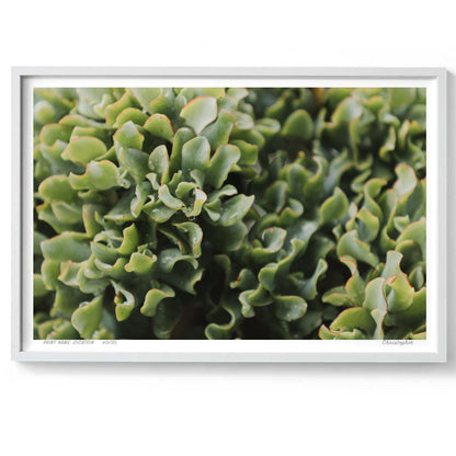Jade – Coastal Print of Terrigal Beach, NSW