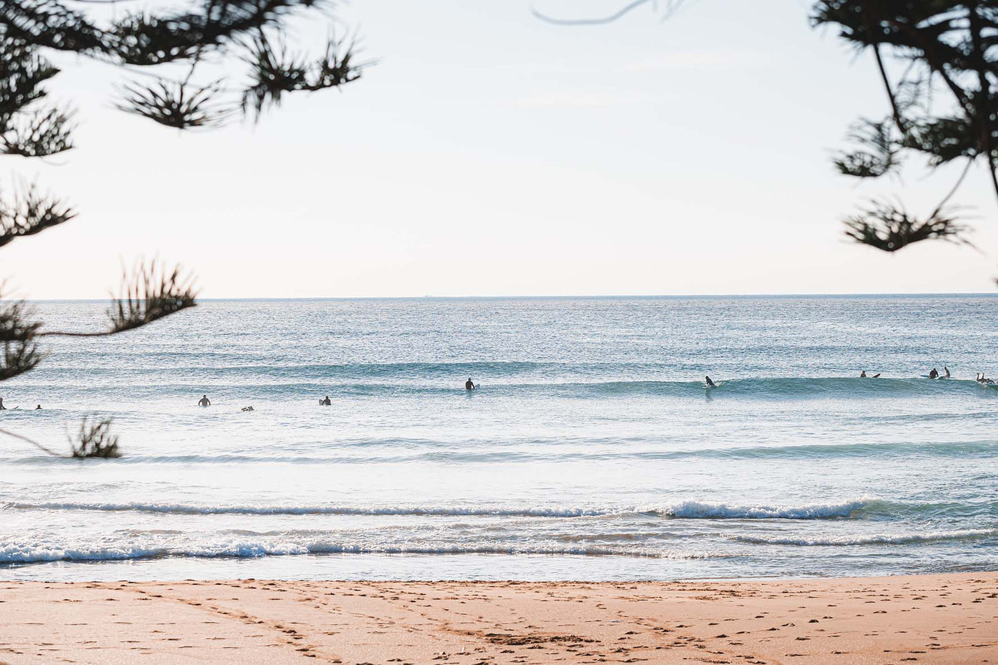 In the Pines - Coastal Print of Avoca Beach, NSW