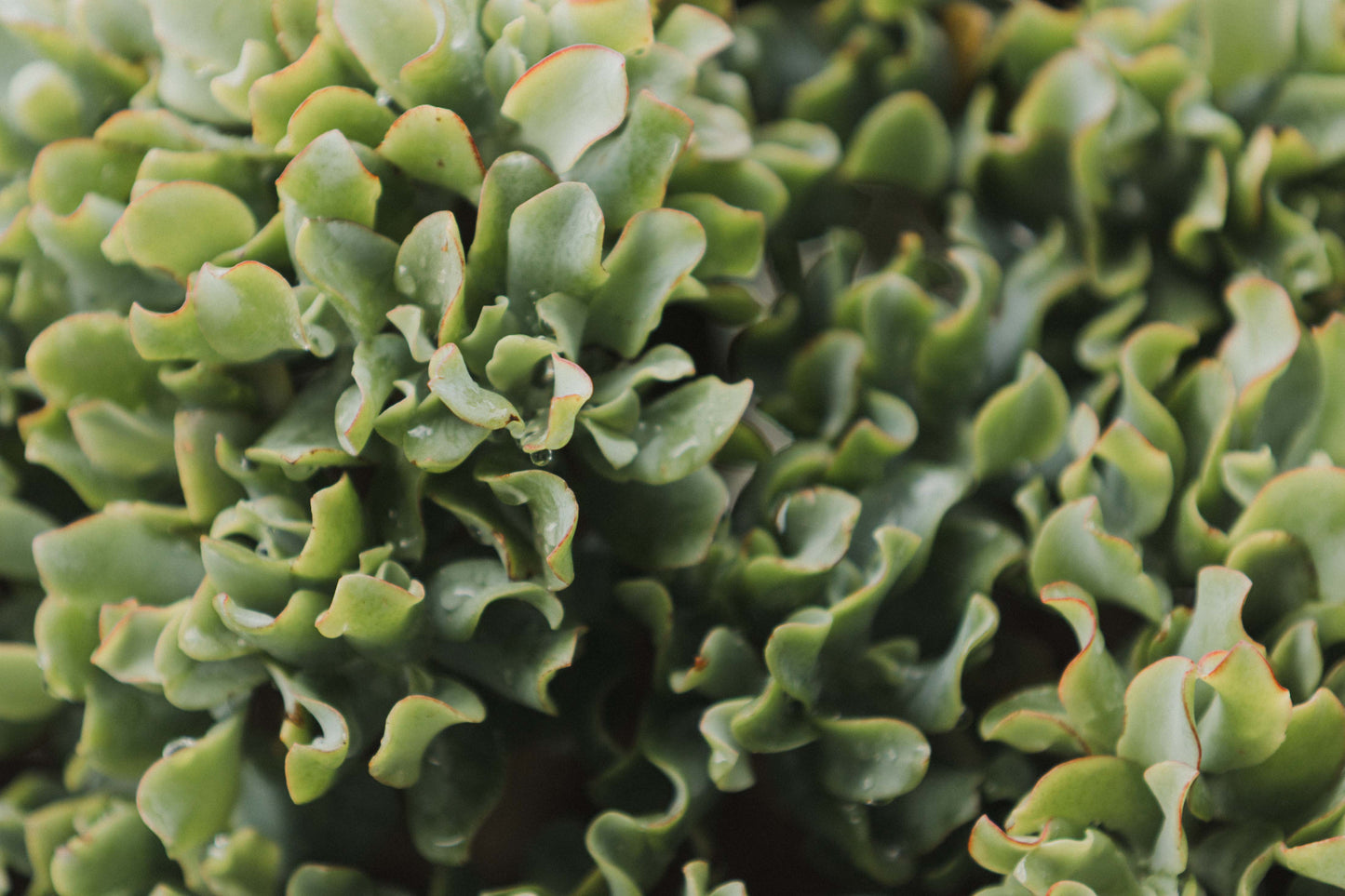 Jade – Coastal Print of Terrigal Beach, NSW