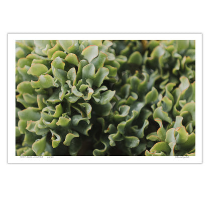 Jade – Coastal Print of Terrigal Beach, NSW