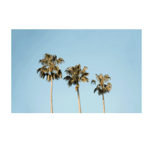 Minimalist view of three palm trees against a bright blue sky at Avoca Beach, NSW.
