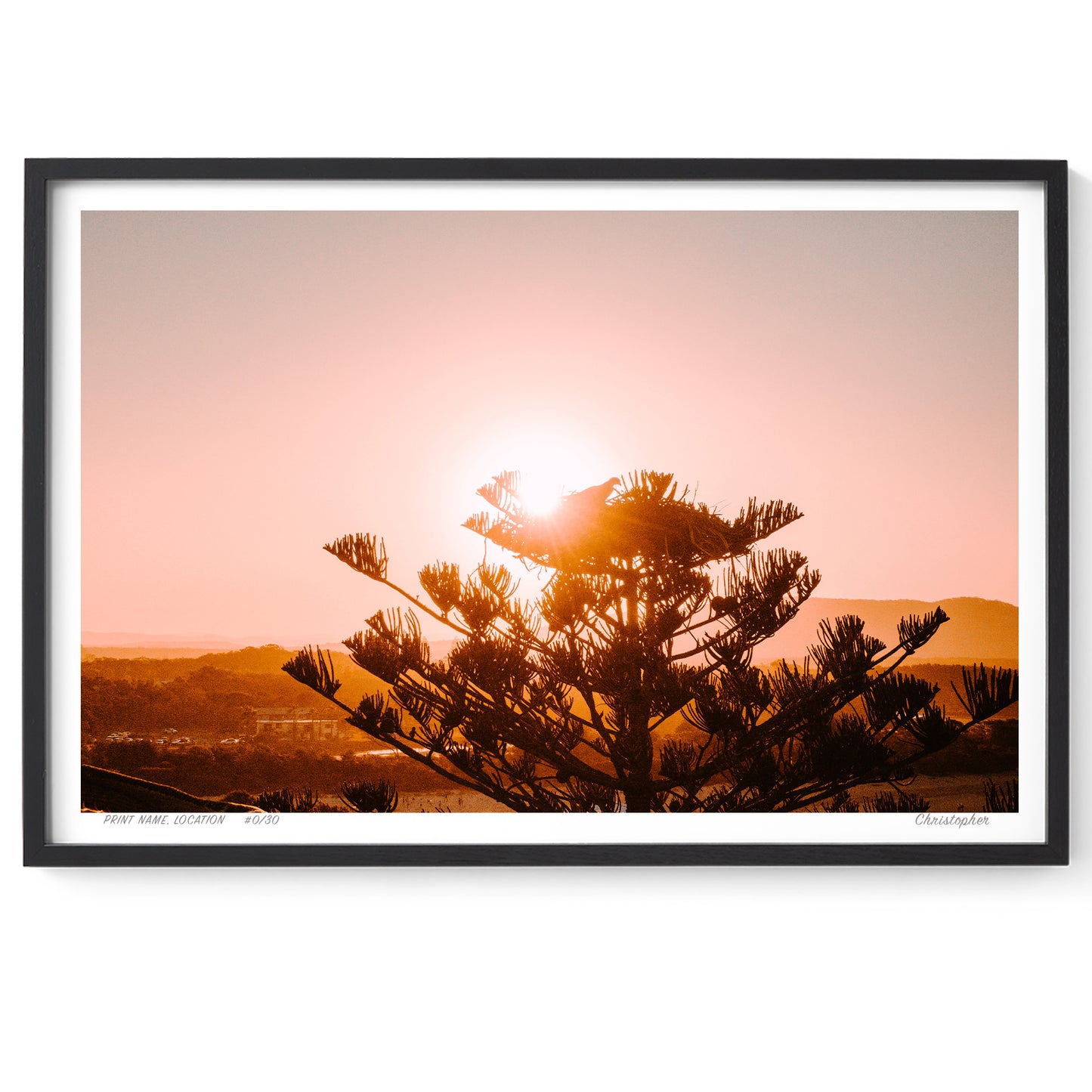 Eagle Pine – Aerial Print of Crescent Head, NSW