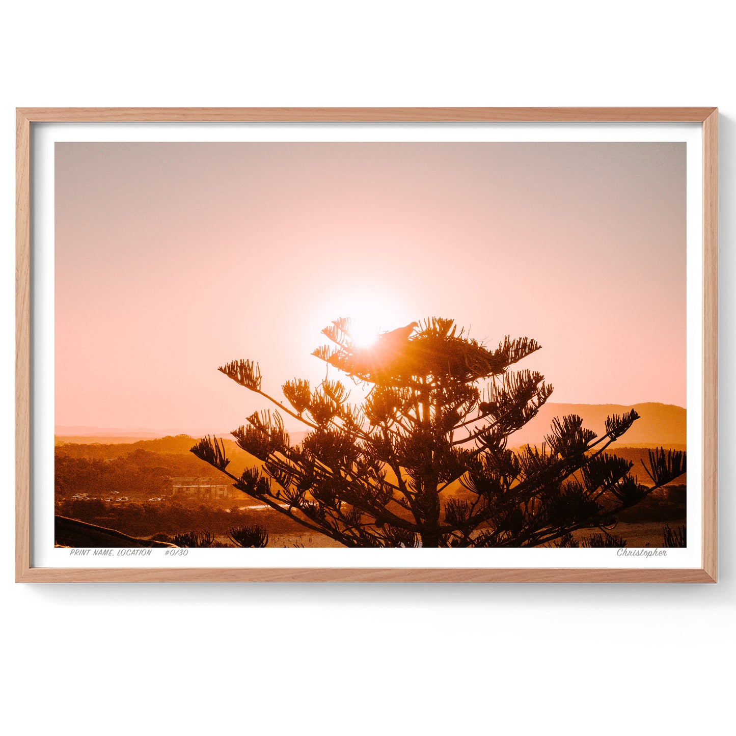 Eagle Pine – Aerial Print of Crescent Head, NSW