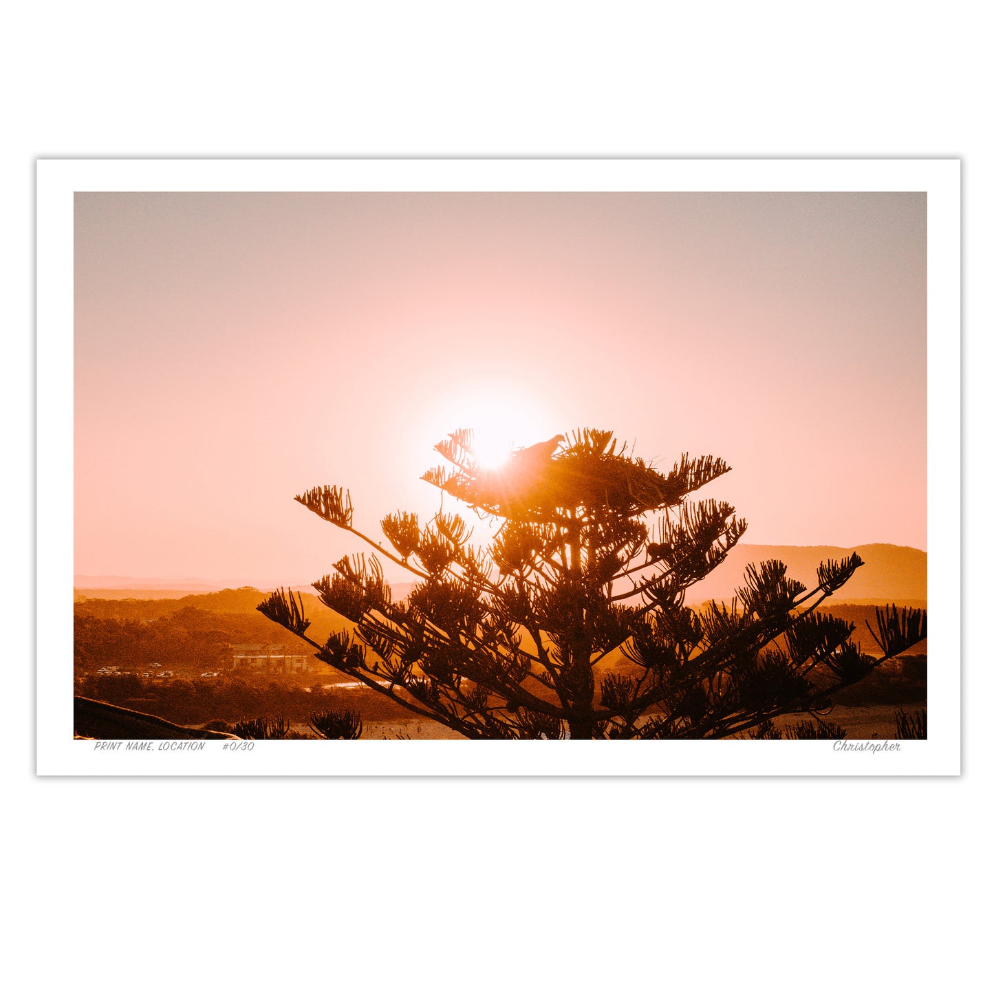 Eagle Pine – Aerial Print of Crescent Head, NSW