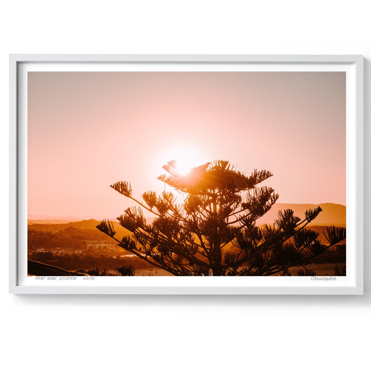Eagle Pine – Aerial Print of Crescent Head, NSW