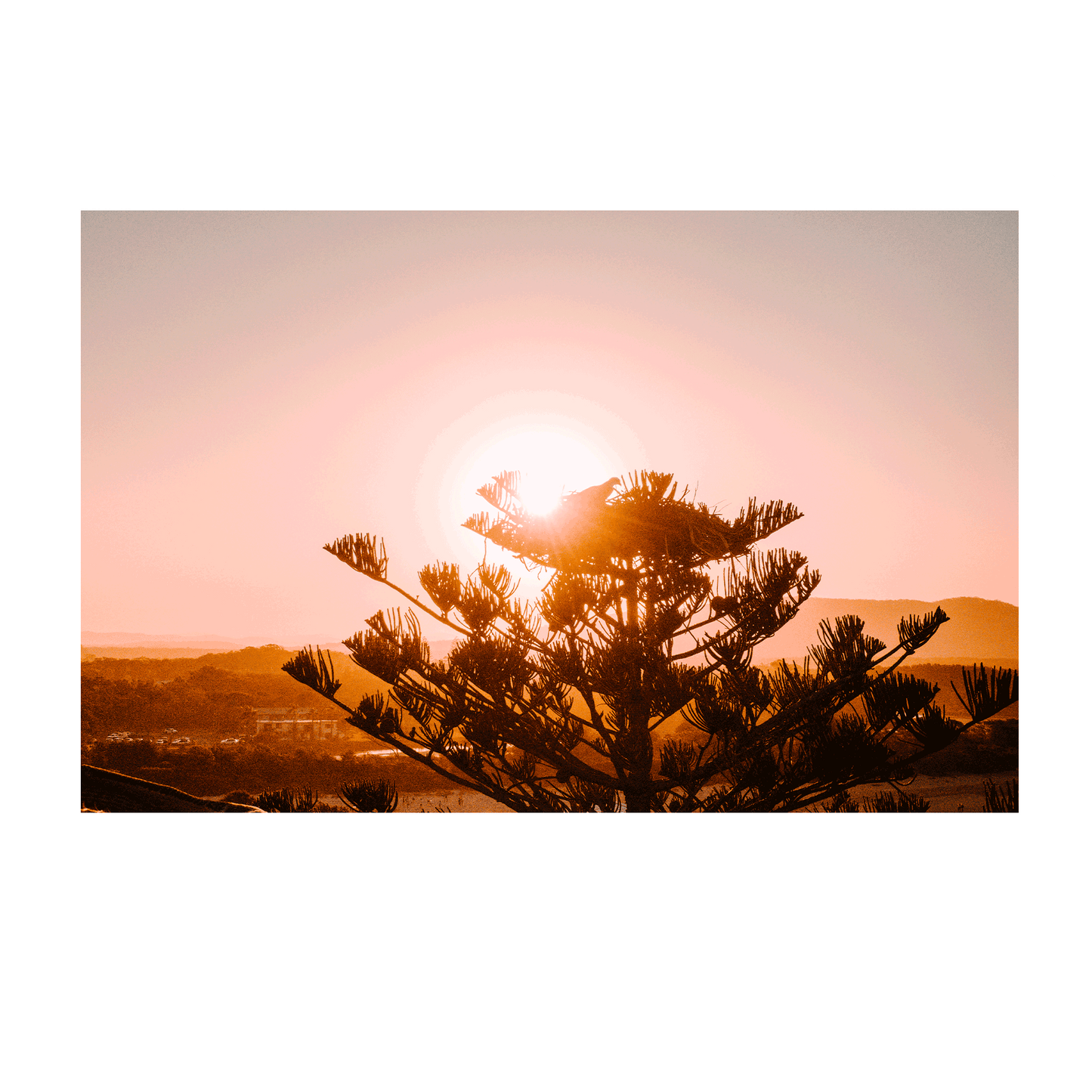 A stunning sunset over Crescent Head, NSW, with the silhouette of a bird atop a Norfolk Pine against a warm, glowing sky.
