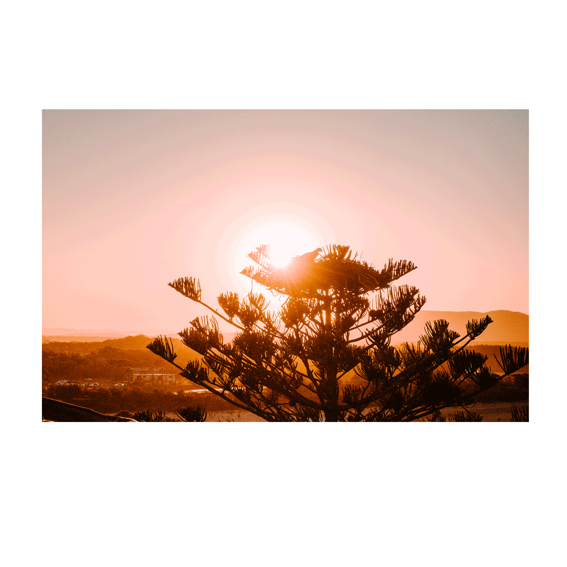 A stunning sunset over Crescent Head, NSW, with the silhouette of a bird atop a Norfolk Pine against a warm, glowing sky.
