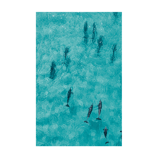 A stunning aerial view of dolphins swimming through the crystal-clear turquoise waters of Forster Beach, NSW.