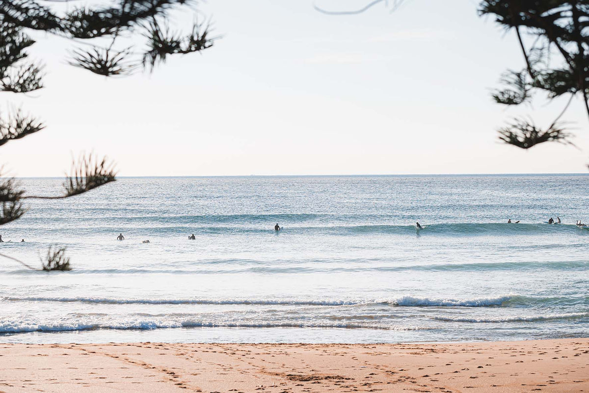 In the Pines - Coastal Print of Avoca Beach, NSW Print - From Above Images