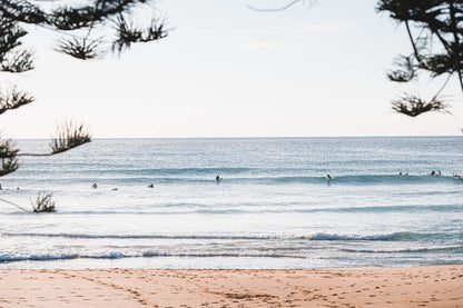 In the Pines - Coastal Print of Avoca Beach, NSW Print - From Above Images