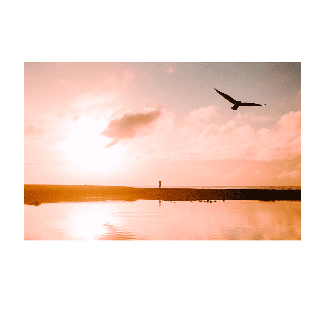 A golden sunset at Wamberal Beach, NSW, with a lone figure standing on the shoreline and a bird soaring overhead in a warm, reflective glow.
